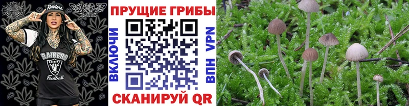 Псилоцибиновые грибы GOLDEN TEACHER  Покров 